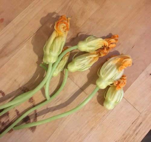 zucchini flowers, can you believe it